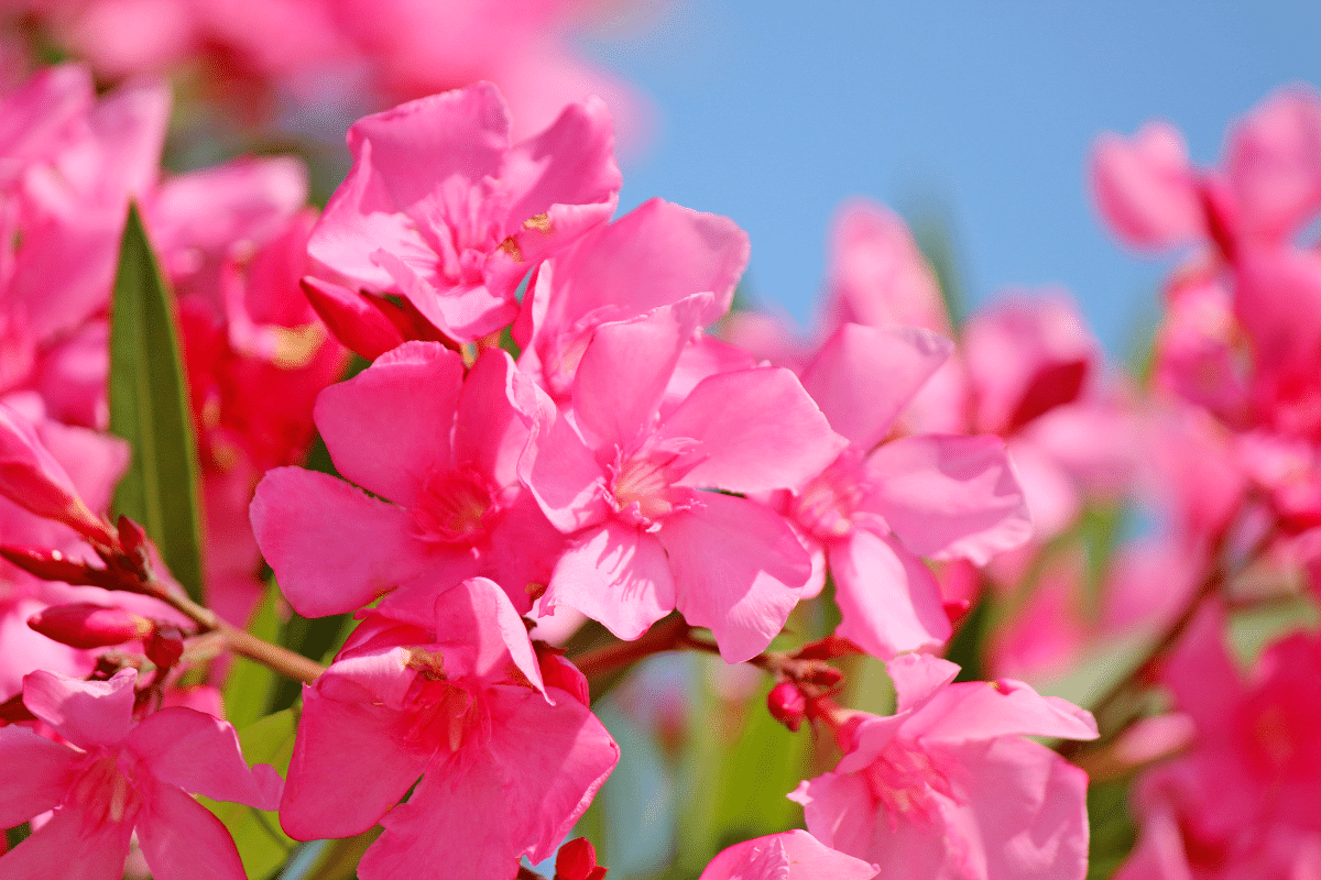 Le laurier rose est une plante qui redoute le froid, voici ce qu'il