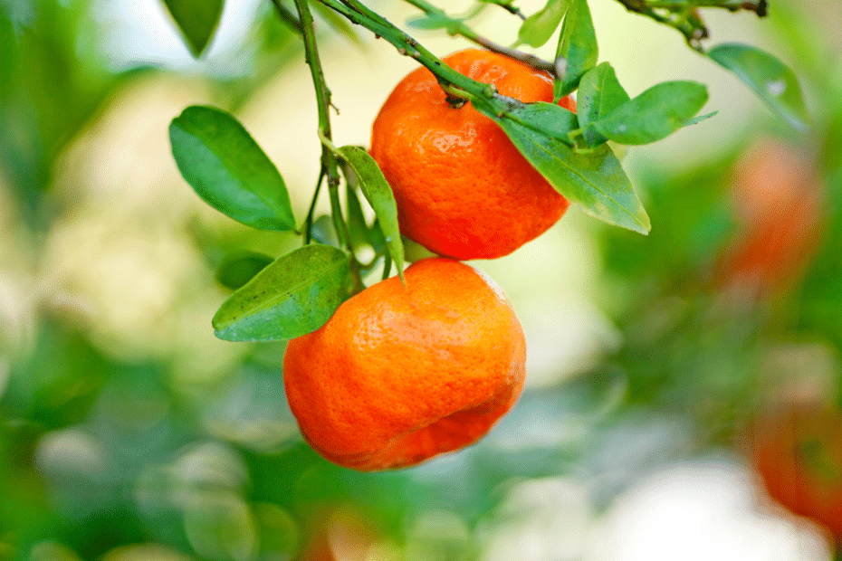 mandarine1