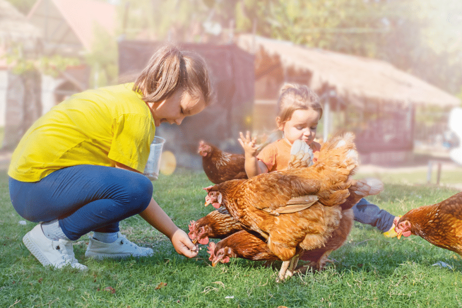 poules 2