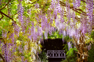  Glycines au jardin