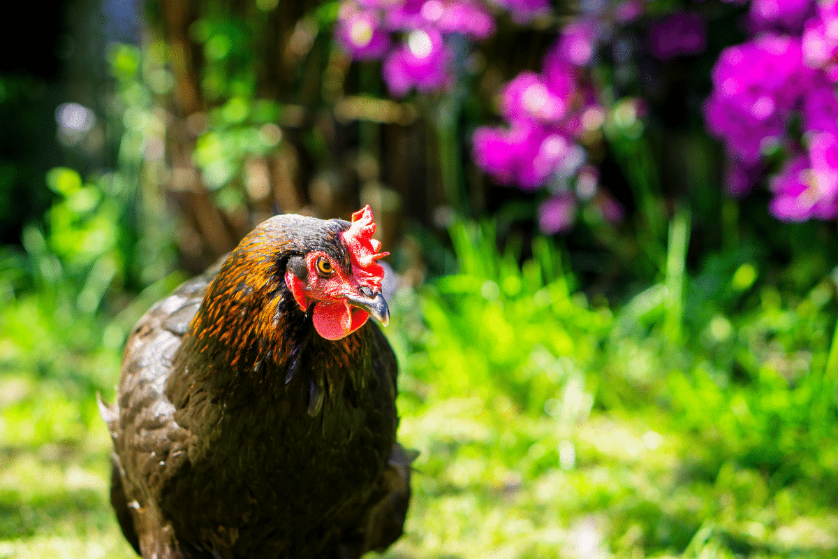 La Poule Marans m rite t elle vraiment son surnom de poule aux