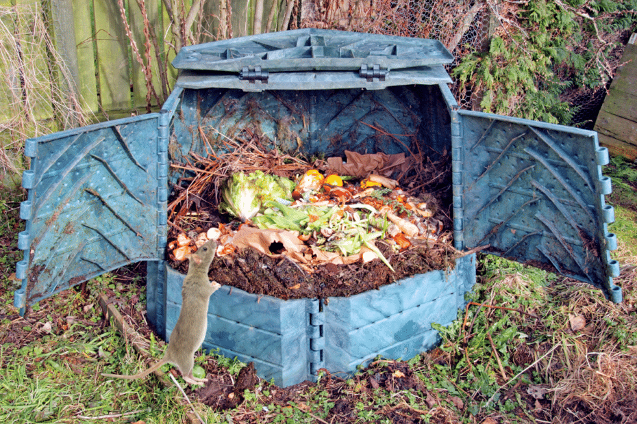 compostage attire les rats