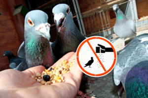 ne pas nourrir les pigeons