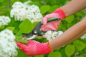 tailler hortensias