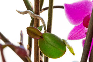 tige orchidée