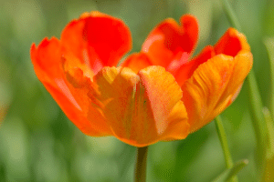 tulipe 1