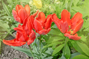 tulipe rouge