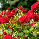 Fleurs de rosier.