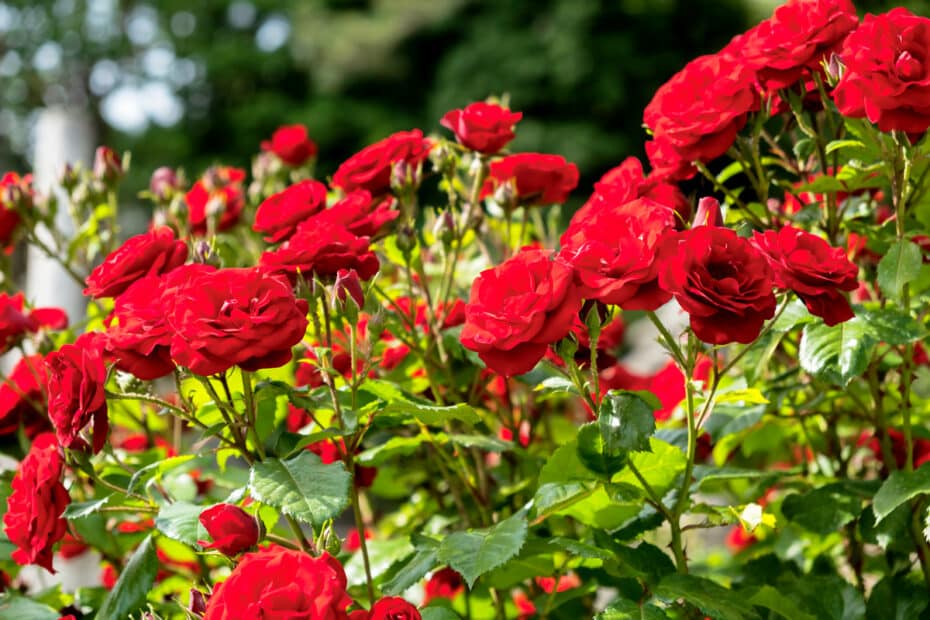 Fleurs de rosier.