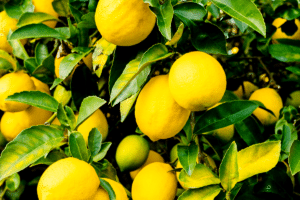 Fruits de citronnier