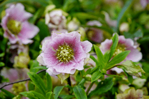 Hellébores (Roses de Noël)