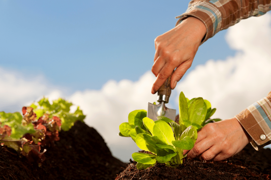 Planter des légumes au potager