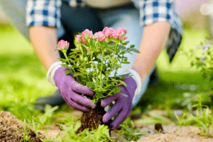  Planter des roses