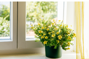Pot de fleurs au bord de la fenêtre.