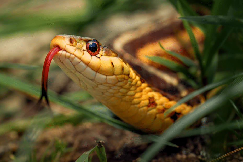 Serpent au jardin