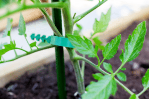  Tuteurer un plant de tomate