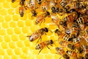 abri des abeilles