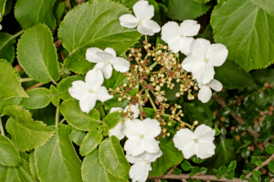 fleur des hortensias grimpant