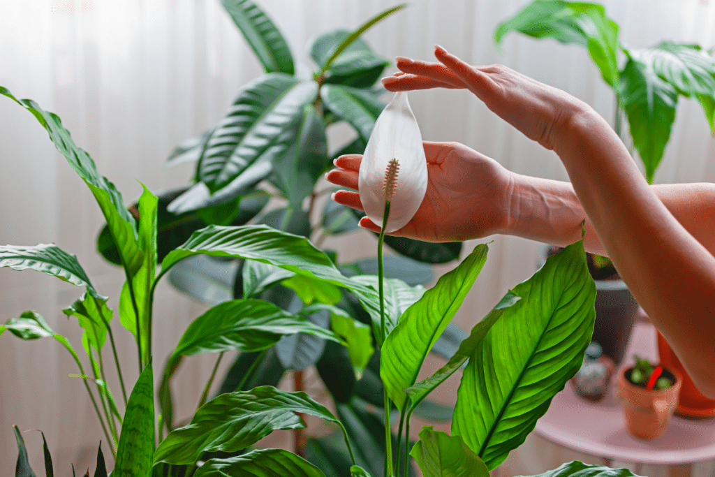 Purificateurs D air Naturels 4 Plantes D int rieur Qui Purifient L purificateurs-d-air-naturels-4-plantes-d-int-rieur-qui-purifient-l