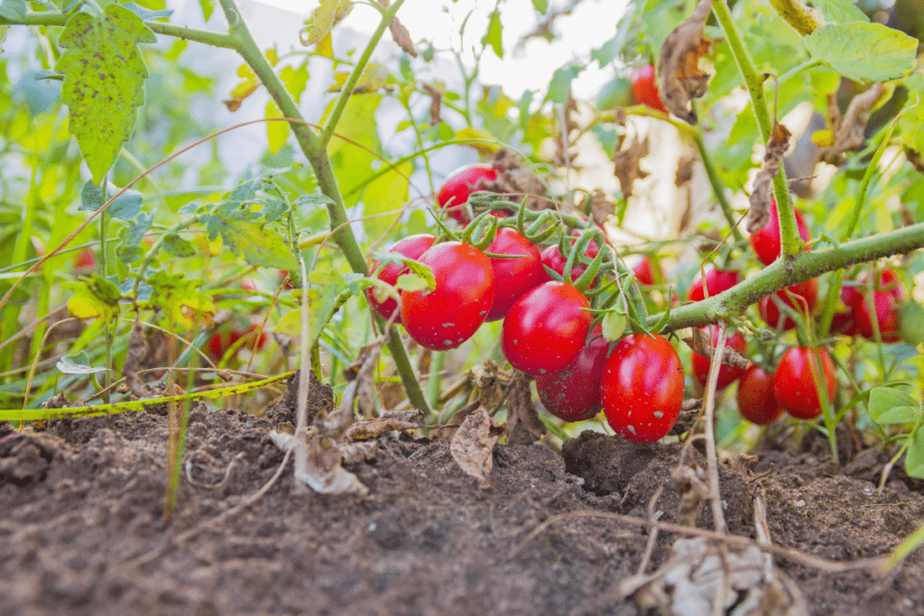 tomates