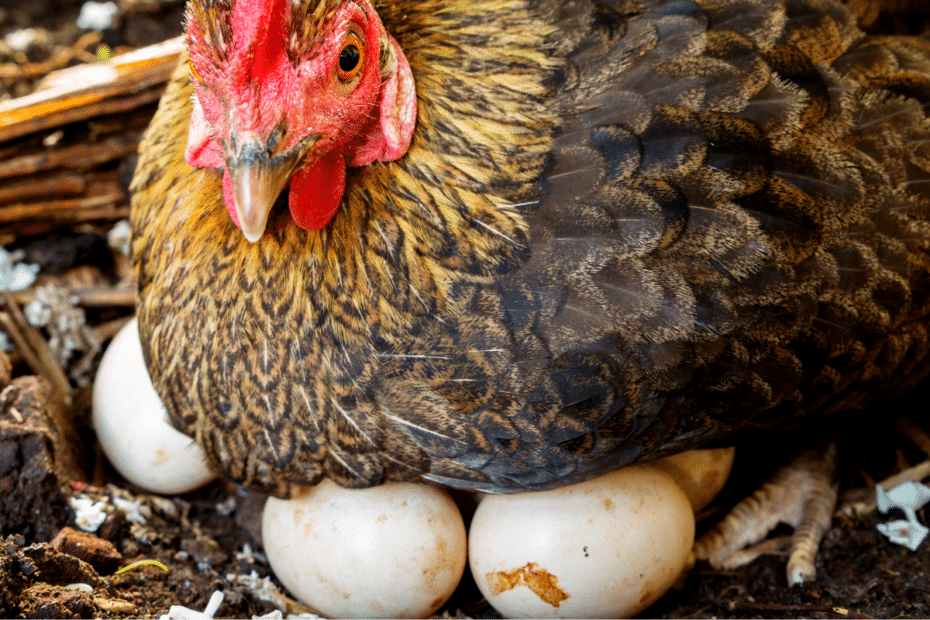 Chicken warming eggs.