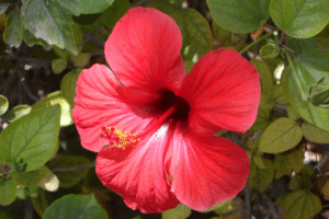 Les hibiscus