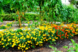 Marigold and tomato plants companion planting