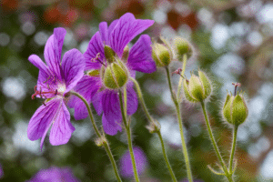 Perennial Geraniums