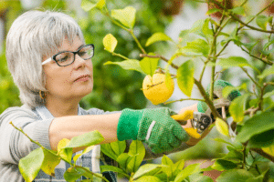 Prune your lemon tree to stimulate fruiting