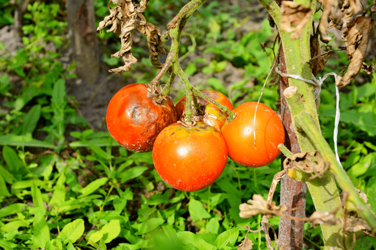 Tomates atteintes de mildiou