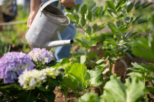 Arroser des plantes et des légumes
