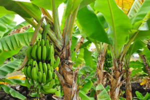 bananier