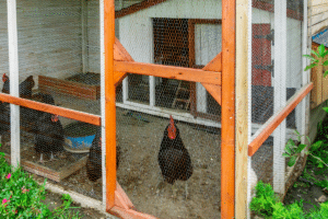 chicken coop