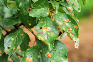 feuilles des pruniers