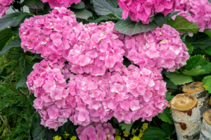 hortensia