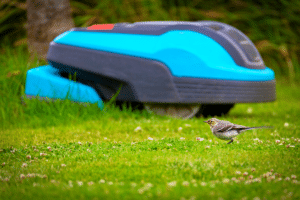 oiseaux et robot tondeuse