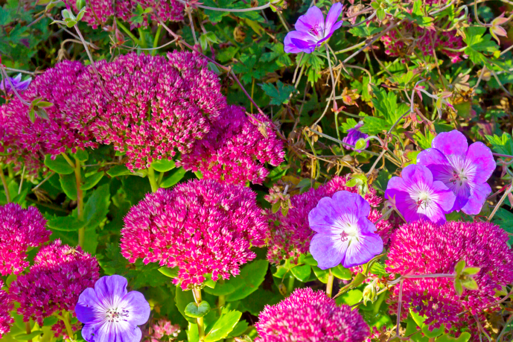 5 Plantes magnifiques pour habiller le sol de votre jardin et éradiquer