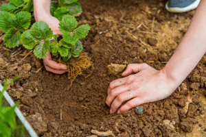 planting strawberry