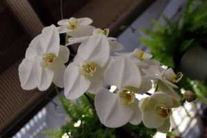 white orchid