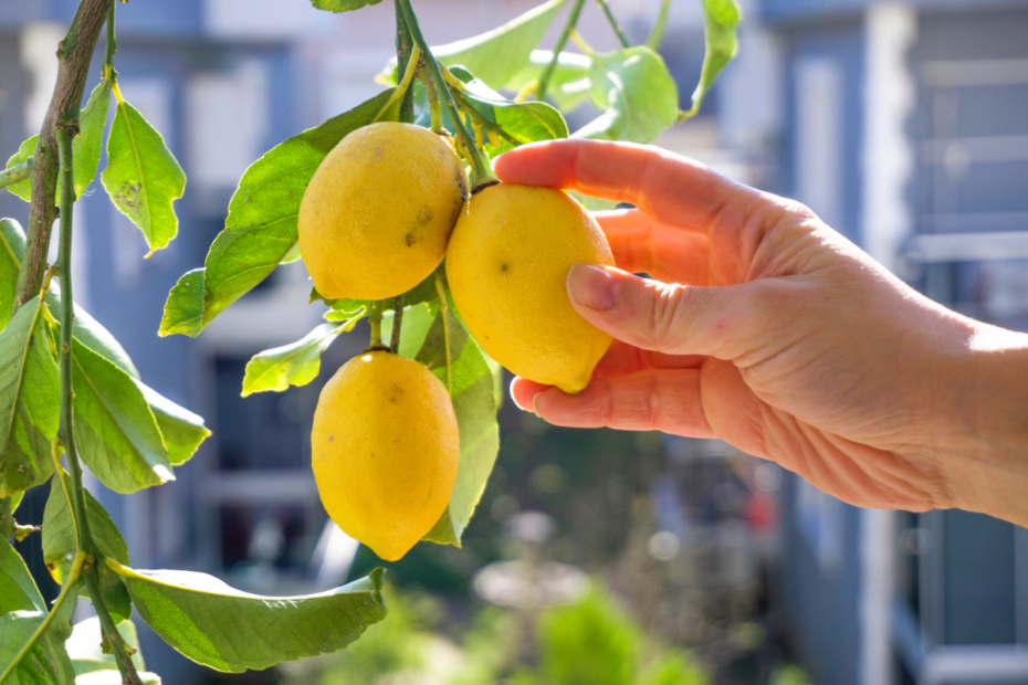 Citronnier au balcon