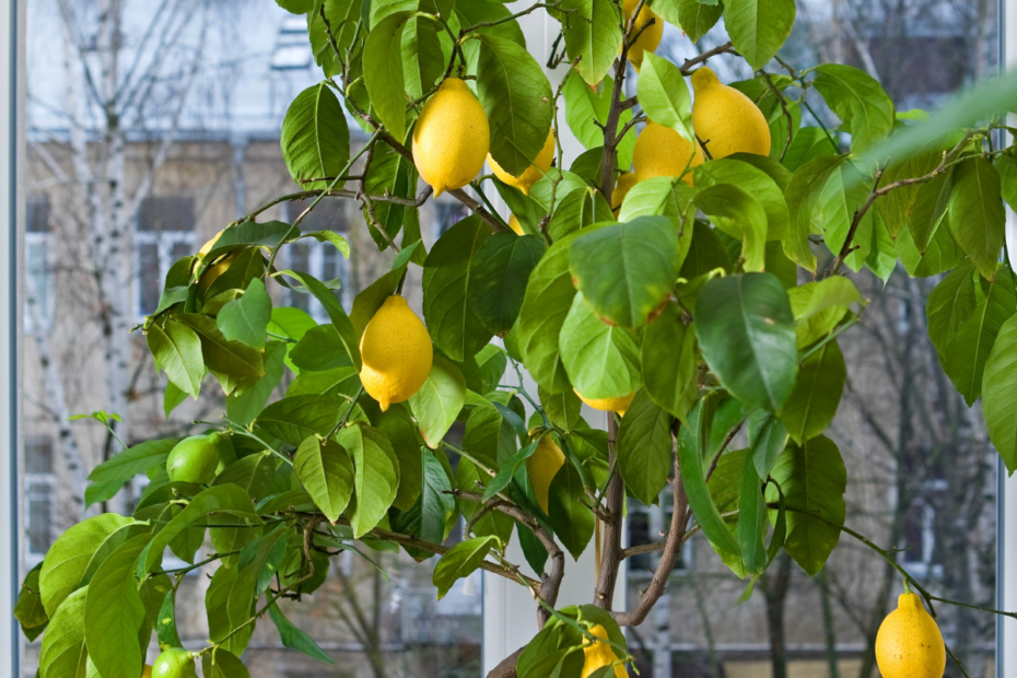 Citronnier maison