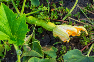 Courgettes