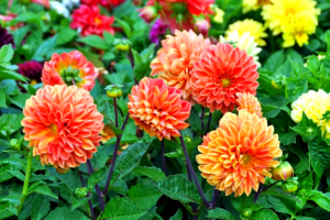 Dahlias orange