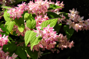 Deutzia