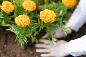 planter des plantes 