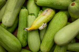 Maladies De La Courgette