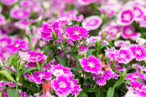 Dianthus barbatus