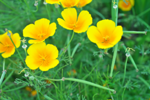 Eschscholzia californica