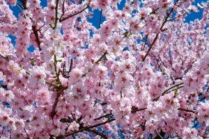 Fleurs de cerisier