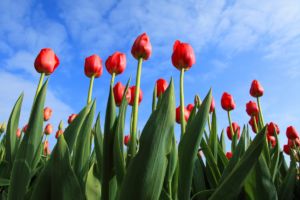  Floraison de tulipe.